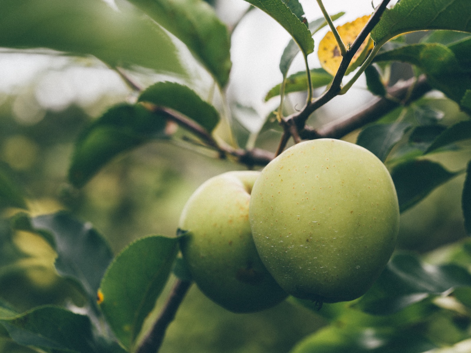 Apples